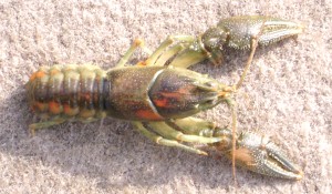 The original live crayfish that the tube St. Clair Crayfish was designed after
