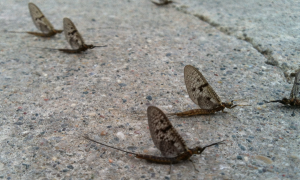 Mayfly Pavement