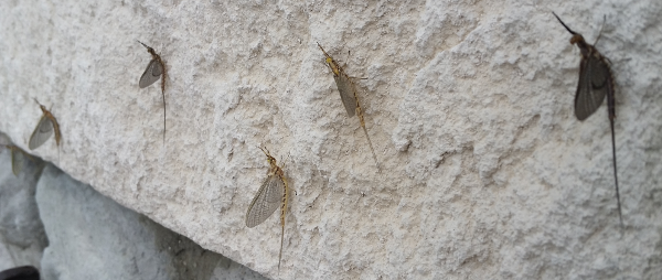 Mayflies BP 06-16-2016a