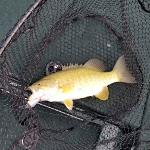 Lake St. Clair Bass Day 1, Post Motorized Fishing Ban
