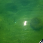 Lake St. Clair Bass, Timing the Spawn