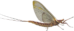 The Lake St. Clair Mayfly Hatch Begins