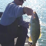 Lake St. Clair Fall Bass Report 11-07-2016